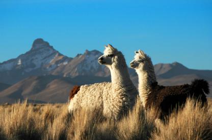 Lamas au Pérou